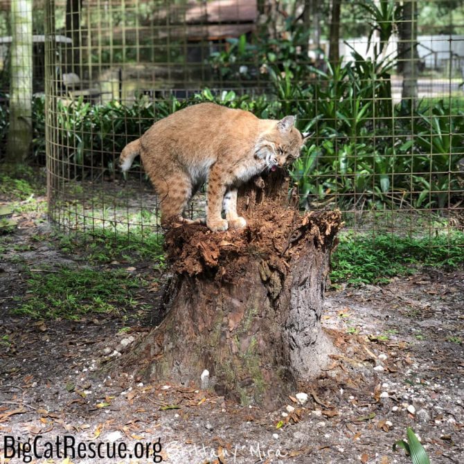 Smalls Bobcat spent some time loving on her favorite tree stump today