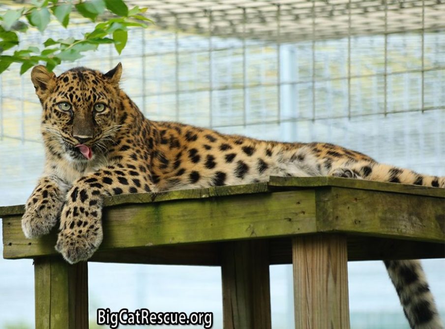 Lovey Natalia the Amur Leopard hopes you have a wonderful evening!