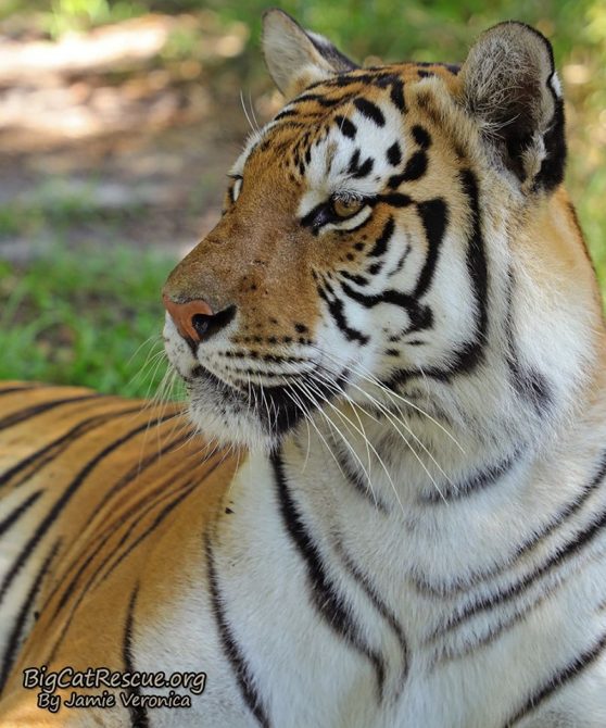 Dutchess Tigress is always watching for something chase worthy! What do you think has her attention this time?