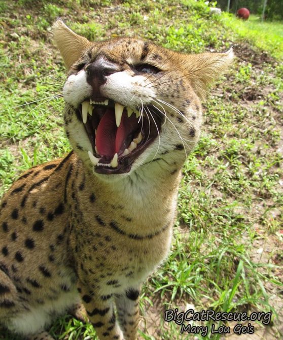Good morning Big Cat Rescue Friends! ☀️ Zucari Serval wishes everyone a Happy FriYAY!