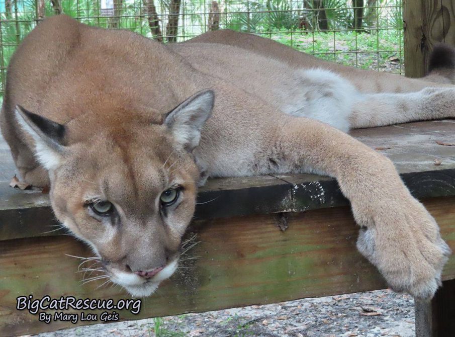 Ares Cougar just chillin on his platform watching the tour path!