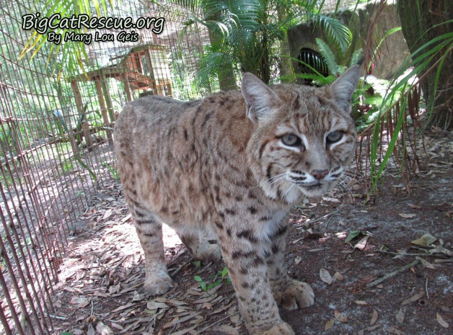 Breezy Bobcat checking lockout for second breakfast! ~ A girl can dream can’t she?!