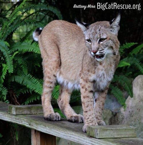 Max the bobcat is ready to pounce