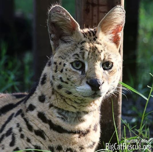 Verified Hutch the serval looks ready to take on the day!