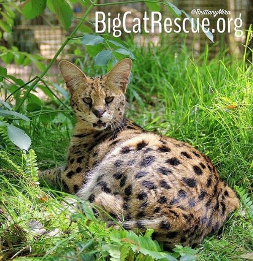 Sweet Hissy Funny Nala Serval appears to have been caught off guard in this cute snapshot by Keeper Brittany.  September 13 2019 Capture 5