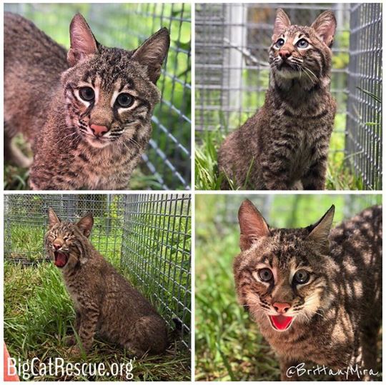 Bobcat Rehab - 3...2...1... Break the internet Flint! Flint gets outdoor time for fresh air and sunshine for a couple hours a day - weather permitting. His bones are very fragile and he is a very rambunctious boy so keepers move him to a very low but long enclosure in the rehab area and he loves it! As of now - for medical reasons he has been deemed non-releasable. We will update everyone when we know what is next! Watch flint at bigcatcams.com and enjoy these exclusive photos of Flint loving his grass!!