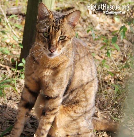 Verified King Tut Savannah cat shines like gold in the sunshine!  September 13 2019 Capture2 4