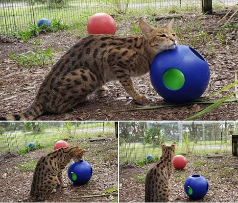 Mouser, the Savannah cat, really seems to enjoy his new toys.  Mouser Capture2 5