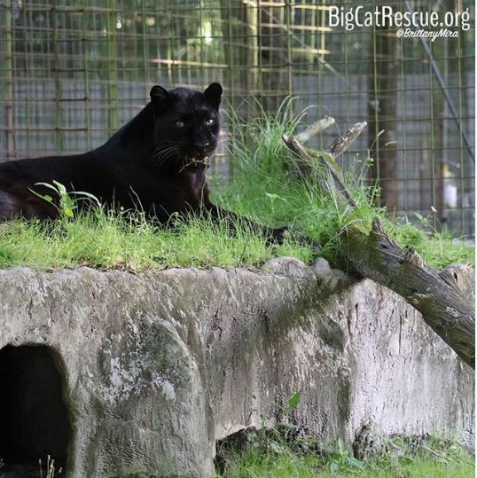 Jinx the black leopard enjoys lounging on top of his den <3