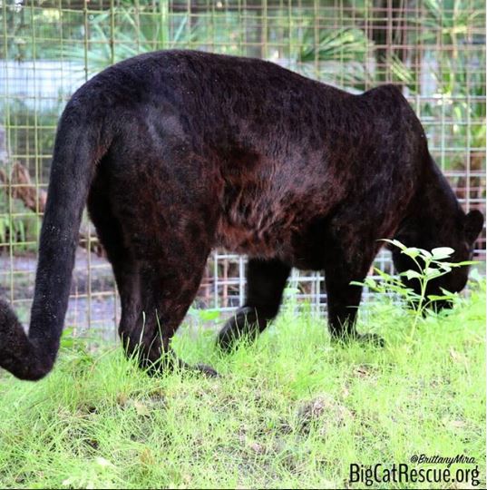 Verified Jinx the Black Leopard appears solid black in the shadows, but in sunlight, you can see his leopard spots!