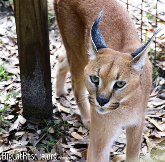 Sweetie Pie Cyrus Caracal has a mischevious look on his face