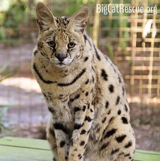 Sheena Serval enjoys getting tuna sicles from the Keeper Tour! bigcatrescue.org/tickets