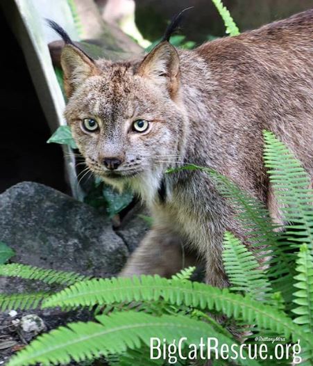 Hello from Gilligan the Canada Lynx!