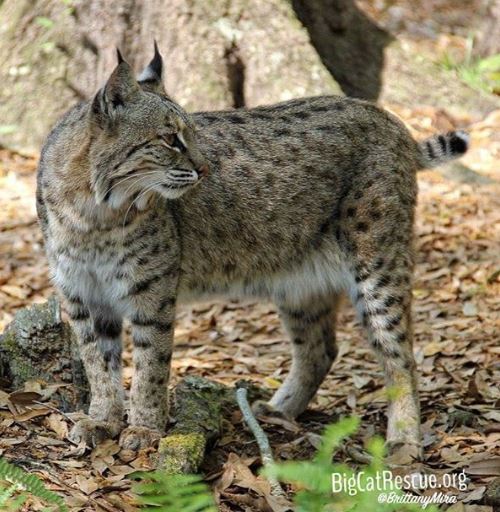 Beautiful little Lovey bobcat waiting on enrichment from the keeper tour <3 bigcatrescue.org/tickets