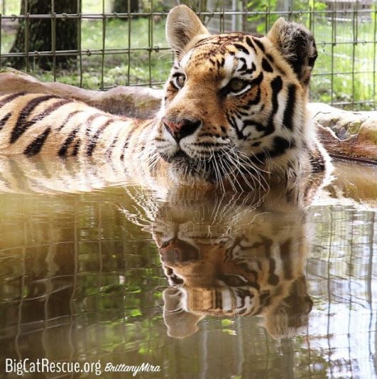 Jasmine Tiger loves a good mid-day soak!