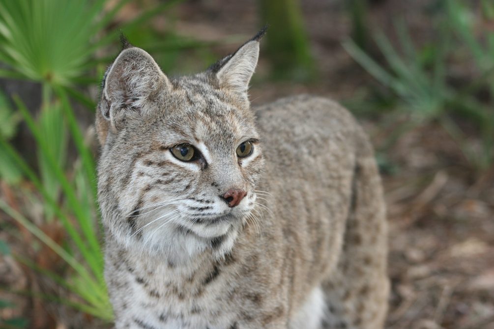 Stop the trophy hunting of bobcats in California!