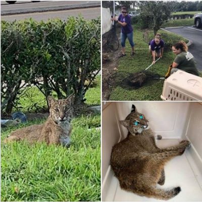 Meet our newest rescue, Casper, he was found along a busy highway in Land O’ Lakes. He is very thin and unstable on his rear legs. It is not clear yet if he is injured. We have set him up in the Bobcat Hospital and will monitor him overnight. Dr. Justin will then determine if he will be examined tomorrow or Monday.http://bigcatrescue.org/casper-bobcat/