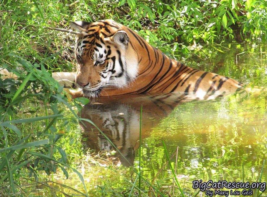 Dutchess Tiger just chillin’ on this FURiday afternoon! Have you made the Call of the Wild this week? It's not too late. http://BigCatAct.com/
