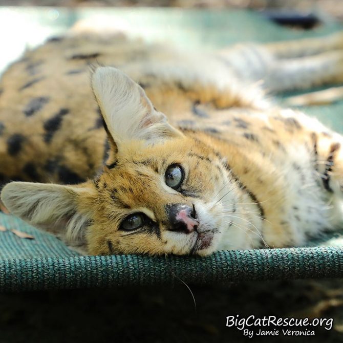 Sweet Servie Serval wishes you a quiet, peaceful Sunday evening!
