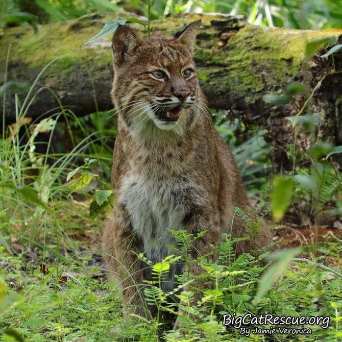 Frankie Bobcat is so happy CATurday is finally here!
