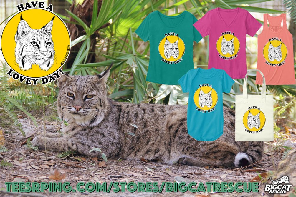 We are wishing you all a very Lovey Day! https://teespring.com/have-a-lovey-day Your purchase helps Big Cat Rescue provide rehab care of native bobcats and permanent care of nearly 60 abandoned and abused Big Cats.