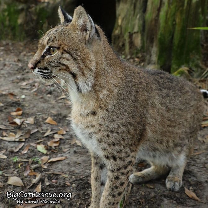 Cutie pie Mrs. Claws Bobcat is checking out what her neighbors are up to!