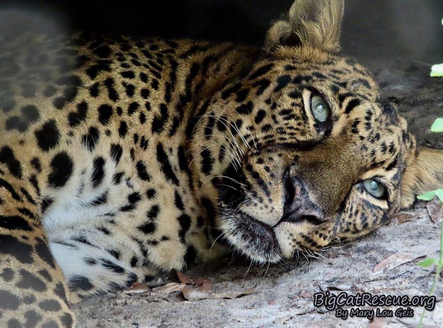 Miss Armani Leopard wishes you a fantastic FURiday night! Get some sleep Armani! CATurday will be here soon