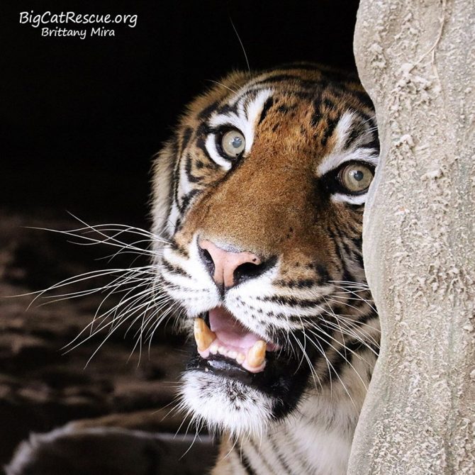 Good morning Big Cat Rescue Friends! ☀️ Amanda Tiger is peeking out to wish you all a beautiful Sunday!