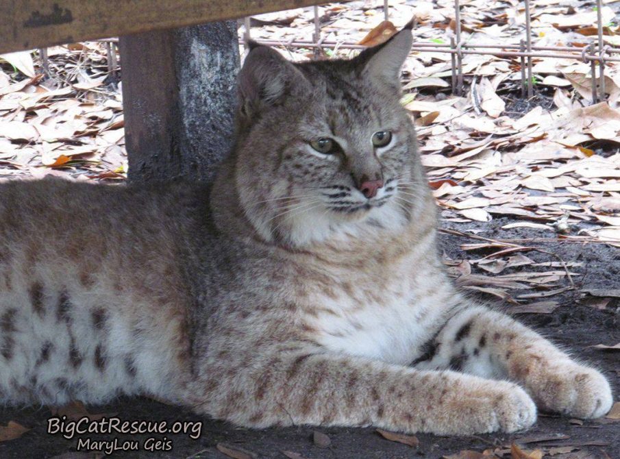 Fluffy Nabisco Bobcat keeping his eyes peeled for whose coming down the path!... Maybe they have snacks!