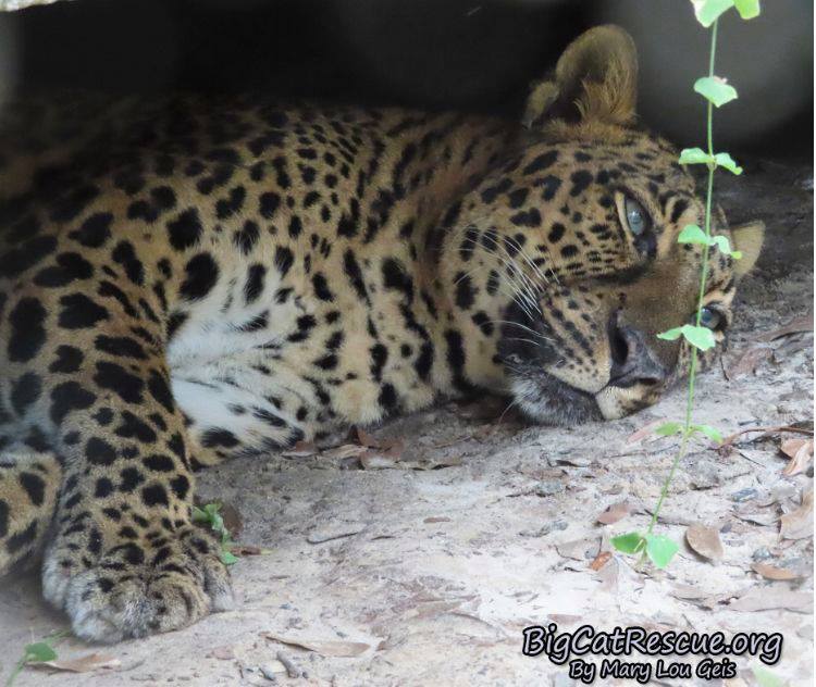 Good night Big Cat Rescue Friends! ? Miss Armani Leopard is off to dreamland! Nite nite Armani!