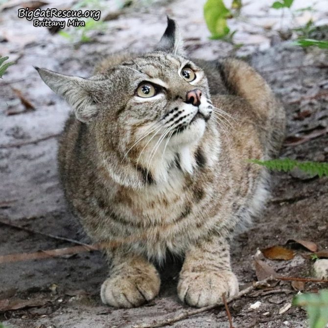 Handsome Philmo Bobcat has his eyes fixed on a squirrel in the tree!