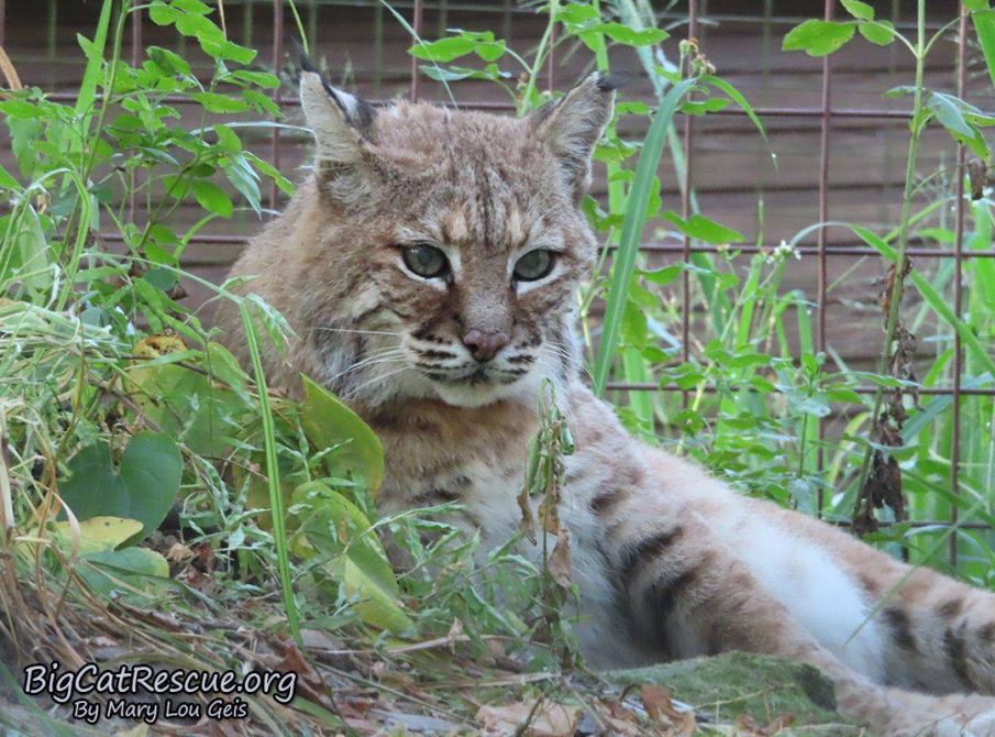 Sweet Andi Bobcat relaxing on top of her den!  October 21 2019 72991241 10156465925716957 7857352585940828160 o