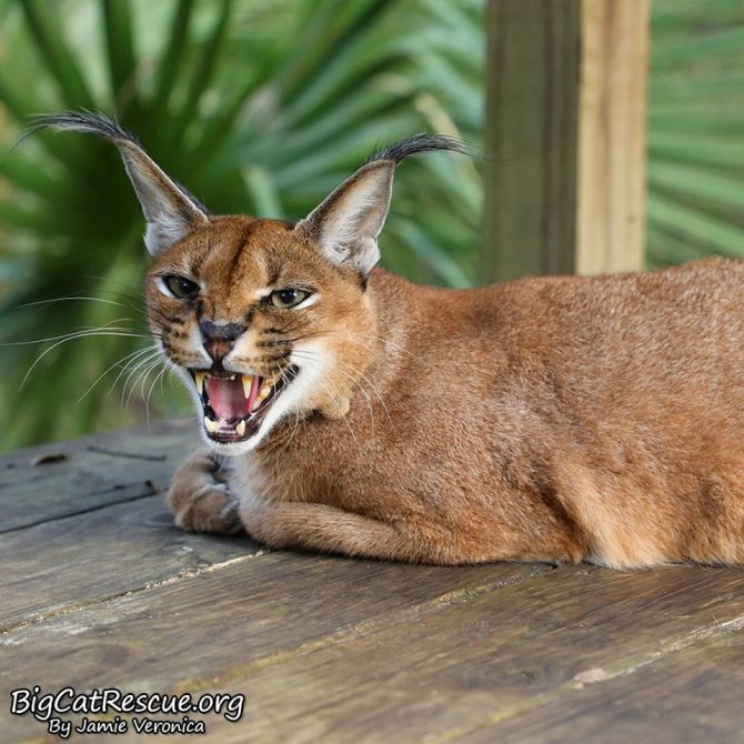 Good night Big Cat Rescue Friends! ? Miss hissy Chaos Caracal is expressing her feelings about tomorrow being Monday!