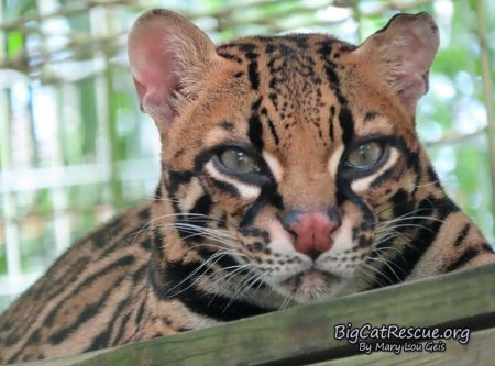 Miss Purr-fection Ocelot wishes everyone sweet dreams on this CATurday night!