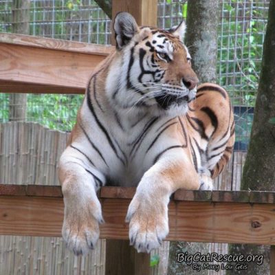 Miss Dutchess Tiger is already watching for her tiger neighbor to come out to play on this CATurday!