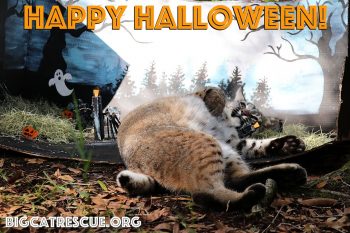 Happy Halloween from Max bobcat and all of us at Big Cat Rescue! Have a safe and fun Holiday - the best treat you can give the Big Cats is to make The Call of the Wild TODAY!! BigCatAct.com