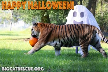 Happy Halloween from Kali Tiger and all of us at Big Cat Rescue! Have a safe and fun Holiday - the best treat you can give the Big Cats is to make The Call of the Wild TODAY!! BigCatAct.com