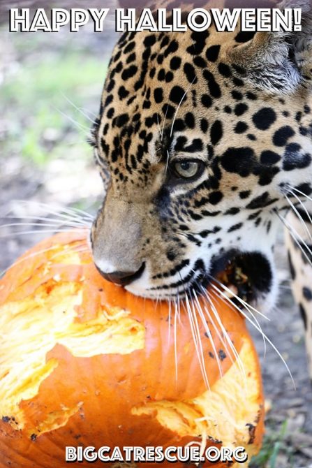 Happy Halloween from Manny Jaguar and all of us at Big Cat Rescue! Have a safe and fun Holiday - the best treat you can give the Big Cats is to make The Call of the Wild TODAY!! BigCatAct.com