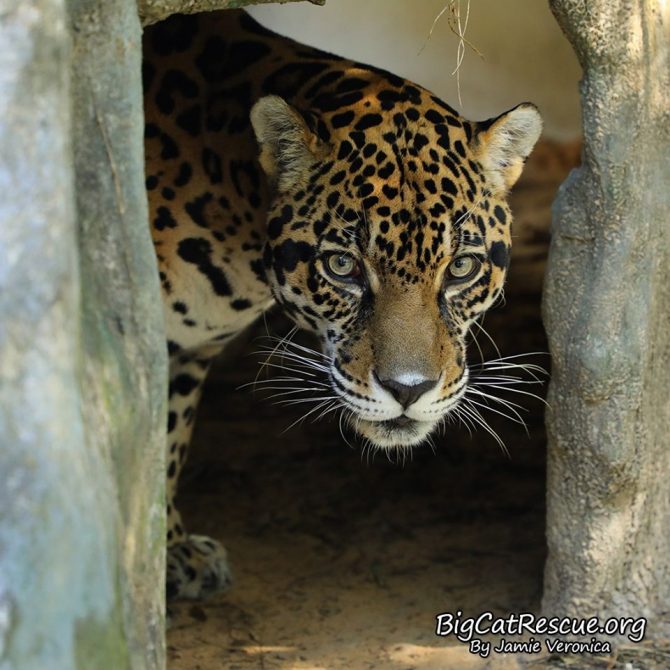 Good morning Big Cat Rescue Friends! ☀️ Handsome Manny Jaguar is peeking out to say “Good moment” on this Whiskers Wednesday!