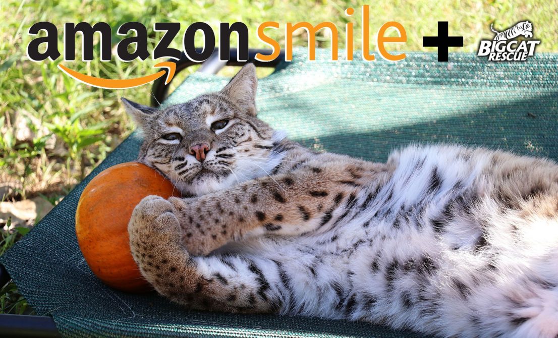 Help the Big Cats SMILE this Holiday Season! You can donate to the cats at NO COST TO YOU when you select BCR as your charity on Amazon Smile and shop Smile.Amazon.com instead of Amazon.com. It is exactly the same as regular Amazon EXCEPT when you use the Smile URL Amazon donates .5% of your purchase to BCR. It's added up to over $175,000 for the cats! Unique charity link https://smile.amazon.com/ch/59-3330495