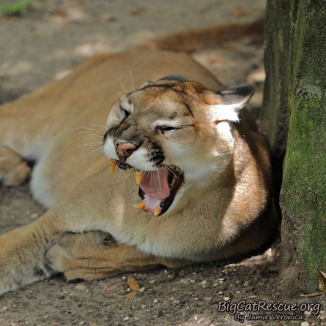 Ares Cougar has had a long day! Get some sleep sweet boy!