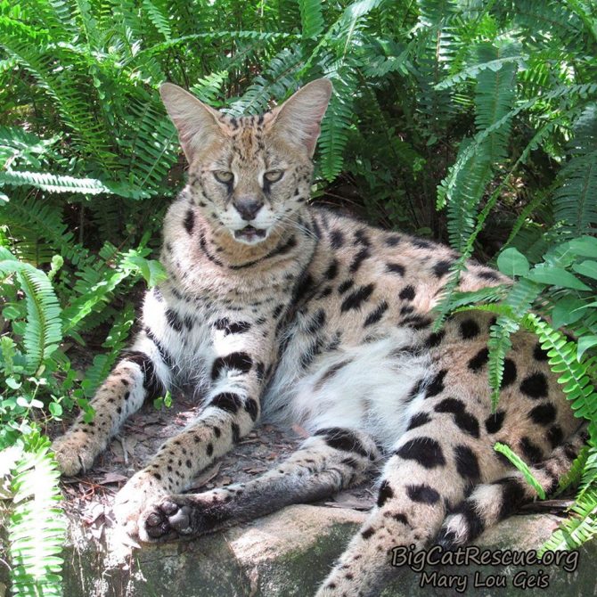 Can I hit the snooze button just one more time? ~ Nala Serval