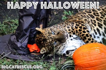 Happy Halloween from Armani Leopard and all of us at Big Cat Rescue! Have a safe and fun Holiday - the best treat you can give the Big Cats is to make The Call of the Wild TODAY!! BigCatAct.com