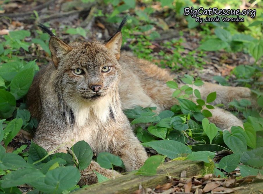 Handsome Gilligan the Canada Lynx just hangin out in the cool shade!