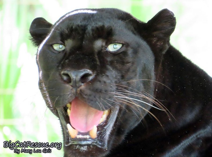 Good morning Big Cat Rescue Friends! Handsome Mr. Jinx the Black Leopard is happy to announce it is Tongue Out Tuesday!