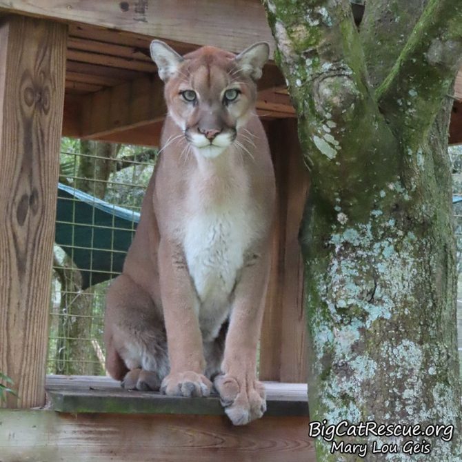 Did you bring a ‘sicle? ~Ares Cougar