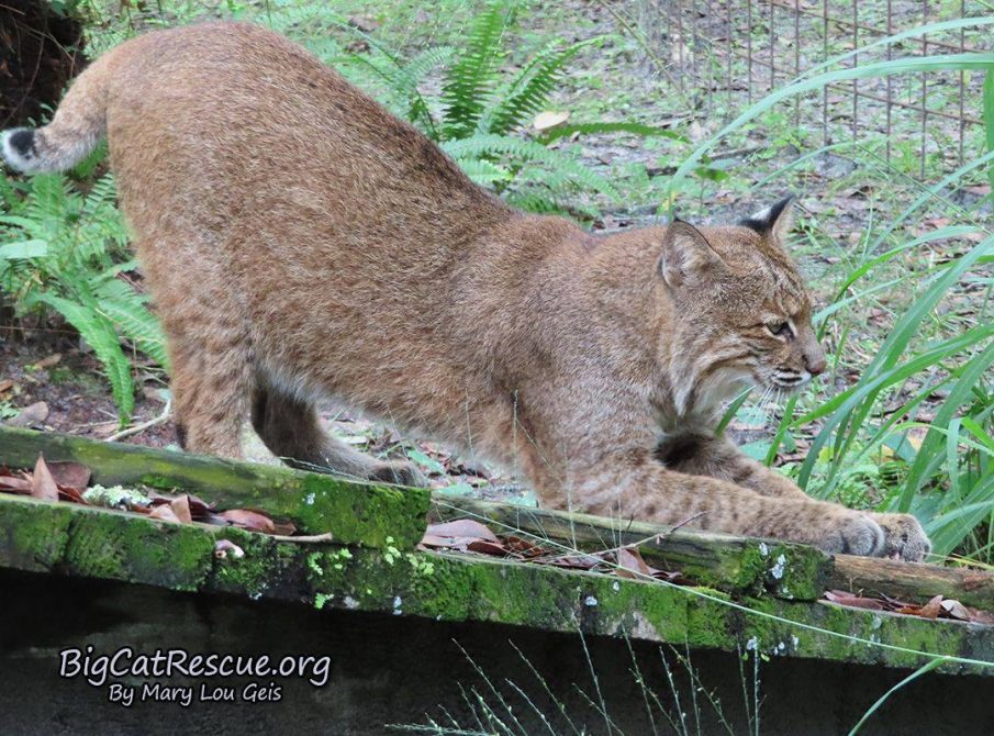 Frankie Bobcat working on sharpening those claws!
