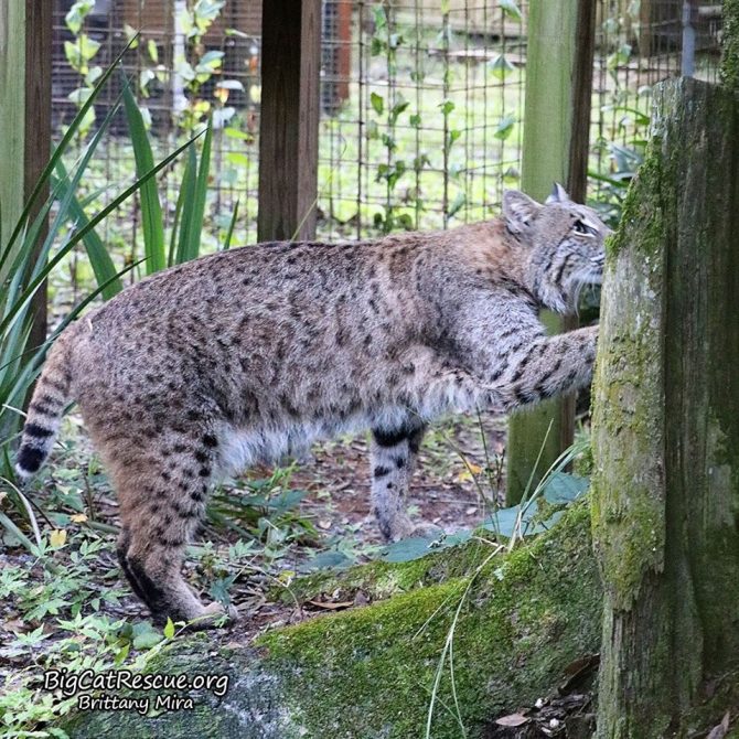 Shiloh Bobcat is headed to the top of his ramp so he can see the breakfast cart coming !  October 24 2019 74984694 10156471284266957 3499967221717794816 n