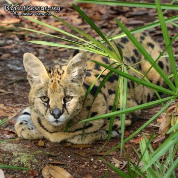 Goodnight Big Cat Rescue Friends! ? Sweet Sheena Serval is all ready for a nice long CATnap! Nite nite everyone!
