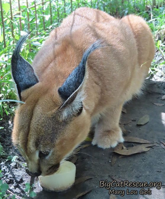 Handsome, twitchy/black eared Cyrus Caracal is enjoying his tuna sicle!